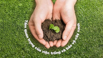 Tầm quan trọng của việc trồng và bảo vệ Cây Xanh