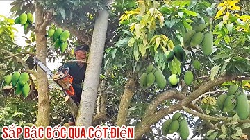 Cưa hai cây Xoài siêu trái gần dây điện /Sawing Mango Tree with Many Fruits Near Electric Wire |T970