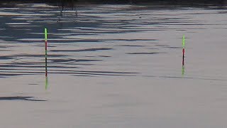 Download Lagu BEGINILAH... KONDISI MALAM HARI MANCING NILA UMPAN LUMUT MP3