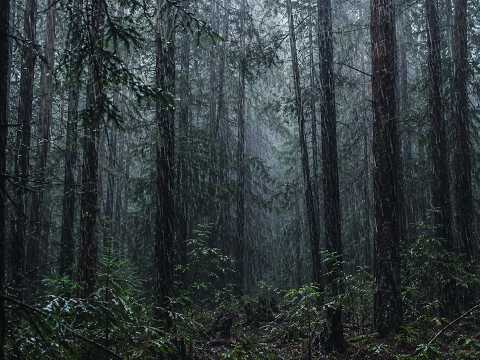 Forest Downpour | Heavy Rain Sounds for Deep Sleep | No Thunder | 8 Hours