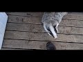 Badger attacks sons leg