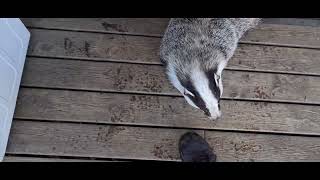 Badger attacks son's leg