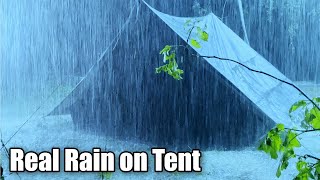 Listen & Fall Asleep Instantly | Torrential Rain On Tent & Strong Thunder On Rainy Night In Forest