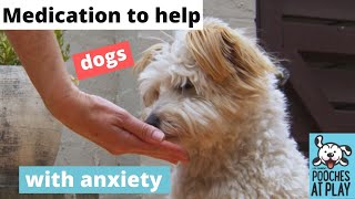 How Medication can Help with Separation Anxiety in Dogs