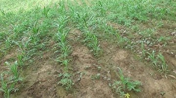 Amazing Farming Double cropping, Cassava and Corn.