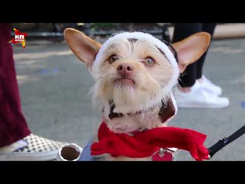 Собачья мода / Dog fashion