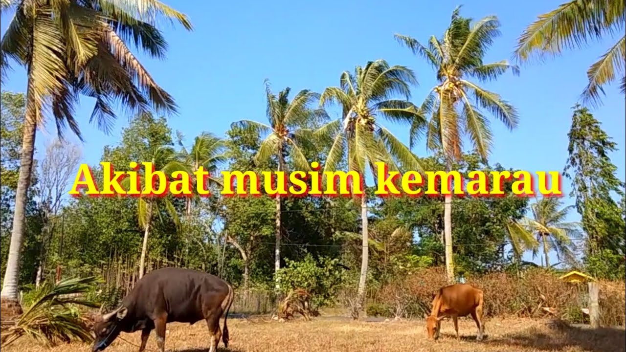 musim-kemarau-sapi-makan-nya-apa-youtube