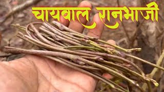 चायवल | चाई ची भाजी | पावसाळी जंगली रानभाजी | forest vegetables recipe mansoon ranbhaji kokan