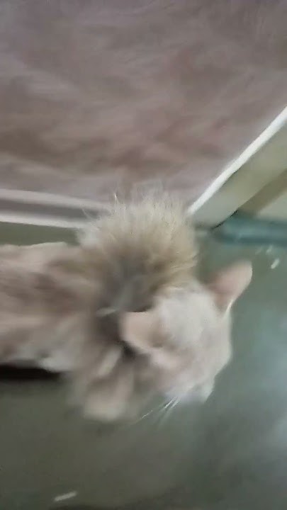 есть кота пес ,а у нас кота лев 🦁 - YouTube