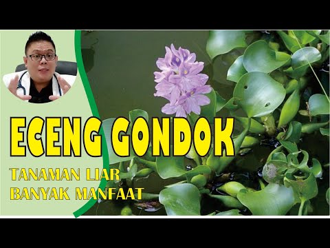 Video: Umbi Bunga Eceng Gondok - Informasi Dan Perawatan Eceng Gondok Paksa