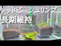目指せ大繁殖 レッドビーシュリンプ水槽立ち上げてみた