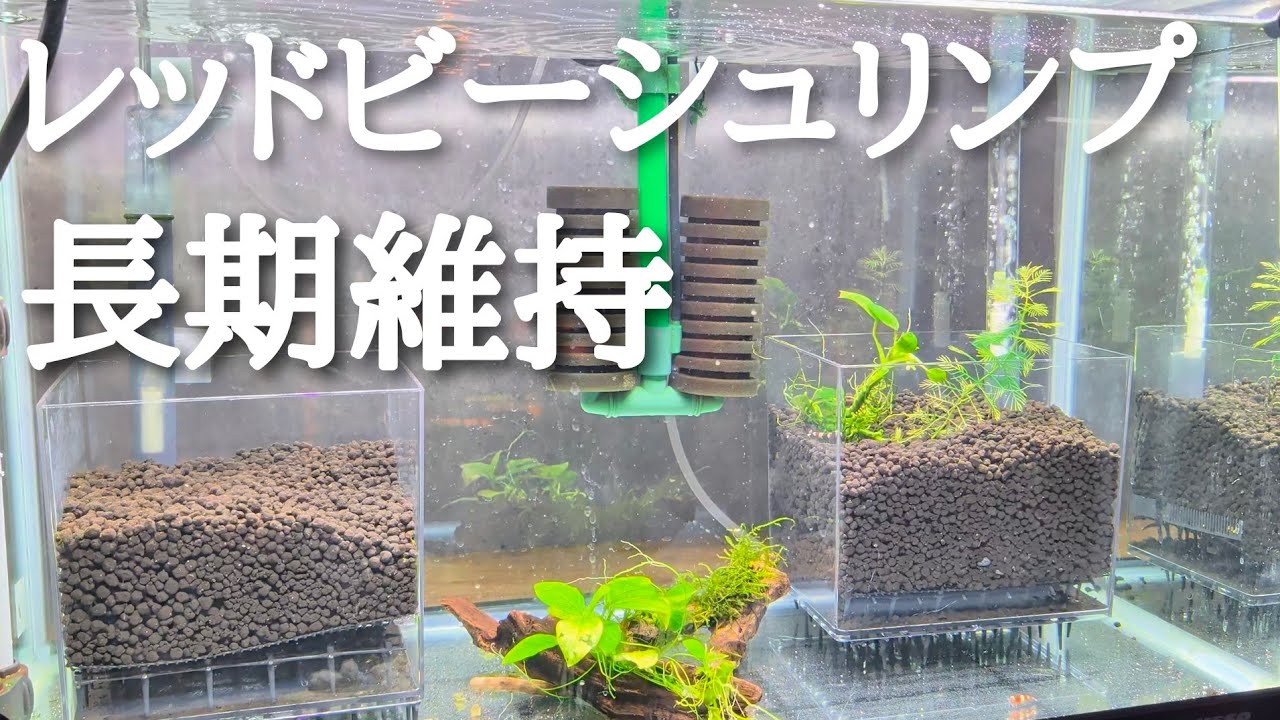 目指せ大繁殖 レッドビーシュリンプ水槽立ち上げてみた
