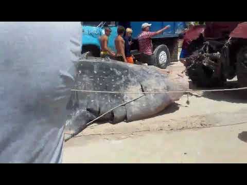 Capturan en Cuba un tiburón ballena de dos toneladas