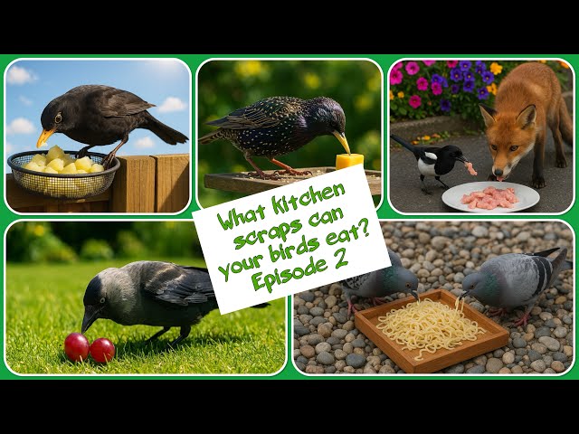 What to Feed Birds from the Kitchen: Easy, Nutritious Tips
