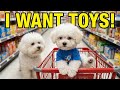 Ep 3 LOST In The Supermarket Baby Bichon S Scary Adventure Safety Lesson 