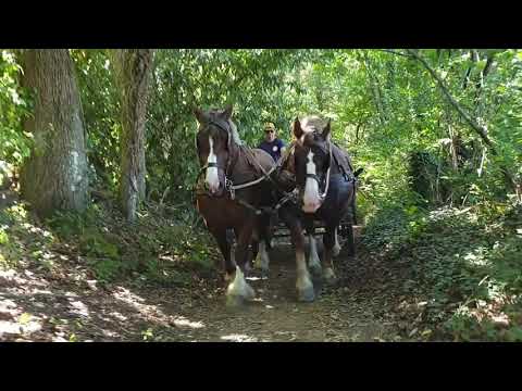 Balade en calèche