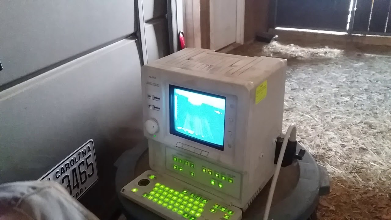 Sheep Scan Hickory Spring Farm YouTube