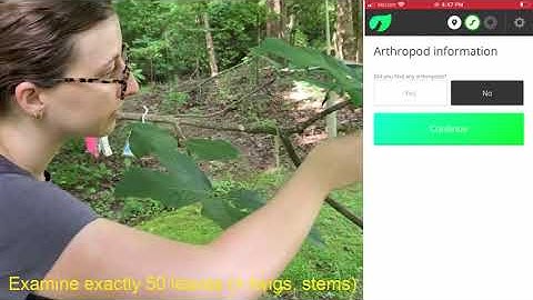 How do I monitor arthropods using a visual branch survey?