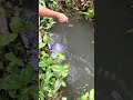 Ngeriiii Inilah Jenis Ikan Gabus Terbesar Di Dunia Yaitu Giant Snakehead Atau Gabus Toman 亞 Ngeriiii Inilah Jenis Ikan Gabus Terbesar Di Dunia Yaitu Giant Snakehead Atau Gabus Toman 亞