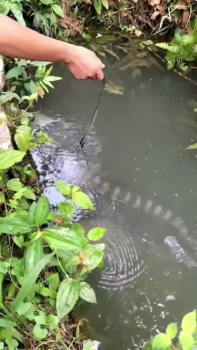 Ngeriiii, inilah jenis ikan gabus terbesar di dunia, yaitu giant snakehead atau gabus toman 😱