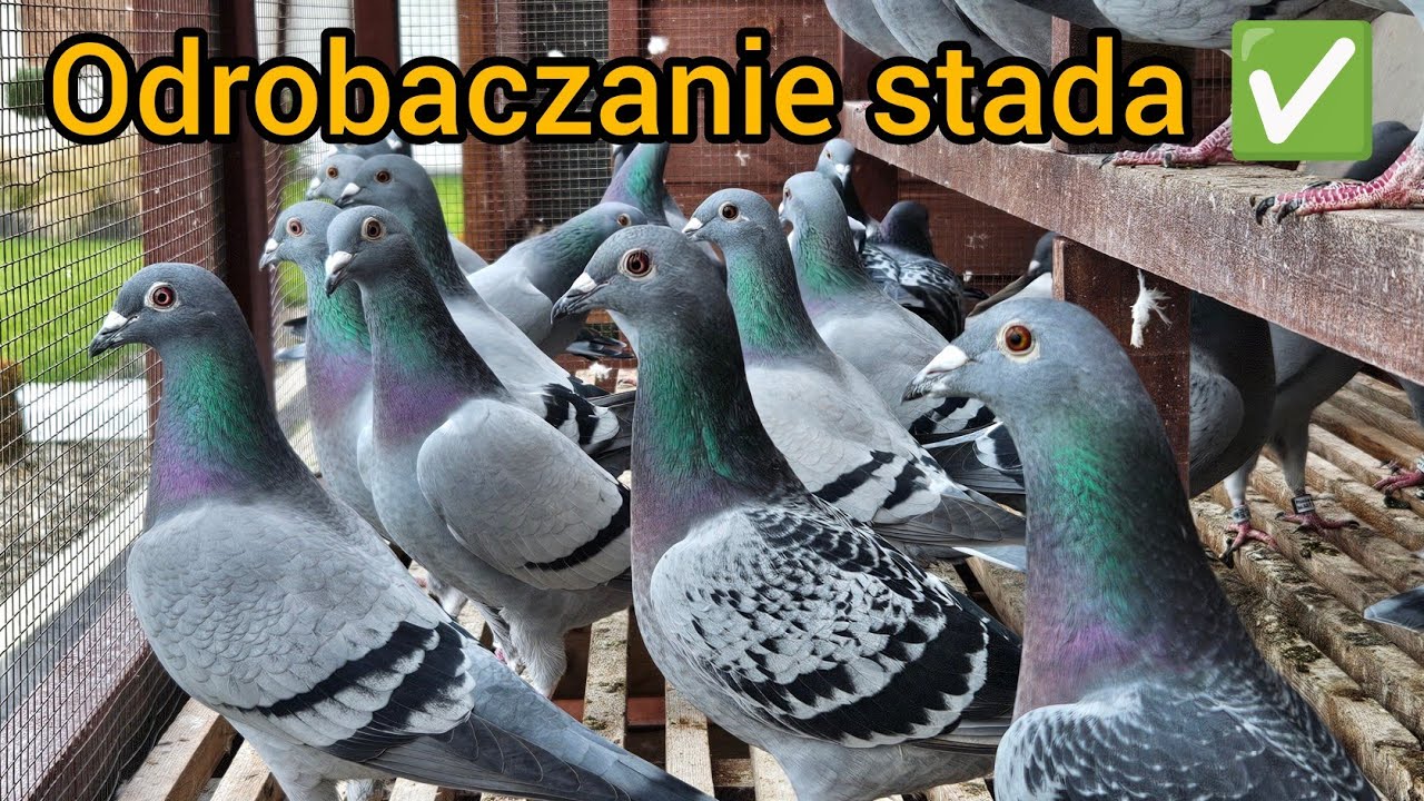 ZACZYNAMY KURACJE OD ODROBACZENIA  STADA ✅️ DAWKOWANIE KROK PO KROKU✅️ Gołębie Pocztowe 2025