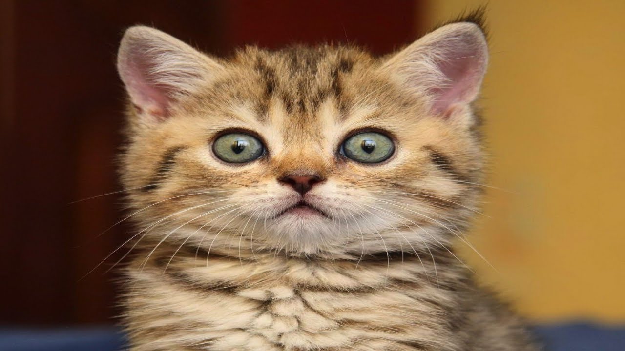 Смешные котики для детей смотреть онлайн бесплатно