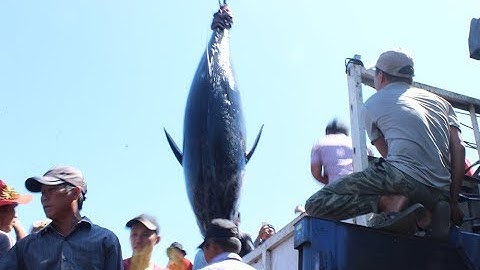 Ngư dân Phú Yên dùng cần cẩu đưa cá ngừ vây xanh gần 400 kg lên bờ