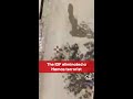 The IDF eliminated a Hamas terrorist in charge of a Nukhba cell