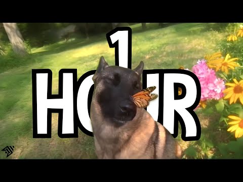 1 HOUR dog with butterfly on nose | aruarian Dance |  i have no ennemies loop dog meme r/place