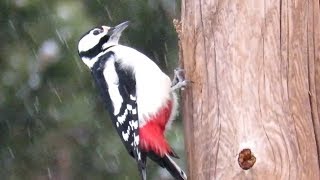 Дятел зимой долбит шишки, Great Spotted Woodpeckers