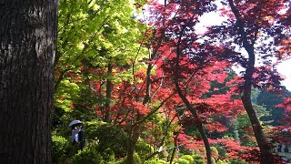 富山癒しの風景シリーズ【護国寺の春もみじと新録、シャクナゲ】朝日町