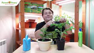 Зимний огород. Выращиваем томаты.