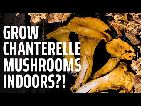 Video: Beginner mushroom pickers: how fast does the chanterelle mushroom grow?