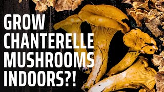 Growing Den Chanterelle Mushrooms - Is This Possible?