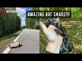 Insane Wild Ratsnake Morph!!!! (Plus Box Turtles, Kingsnake, Snapping Turtle, and More!)