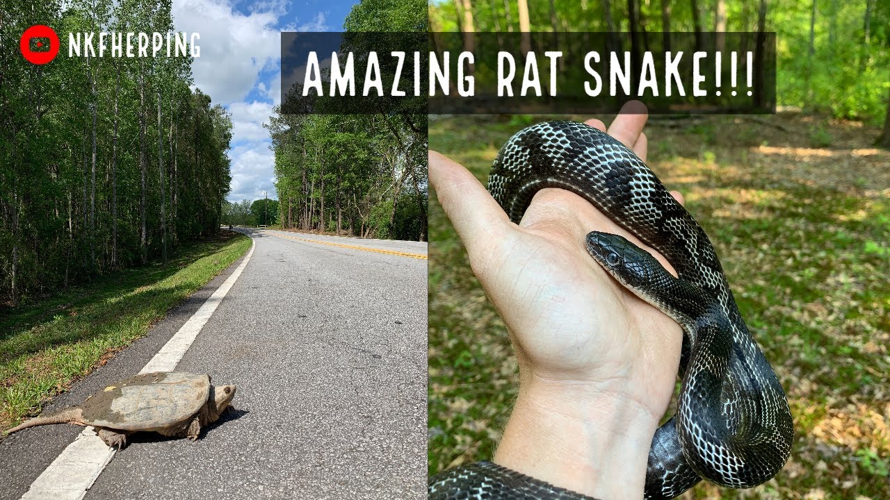 Insane Wild Ratsnake Morph!!!! (Plus Box Turtles, Kingsnake, Snapping