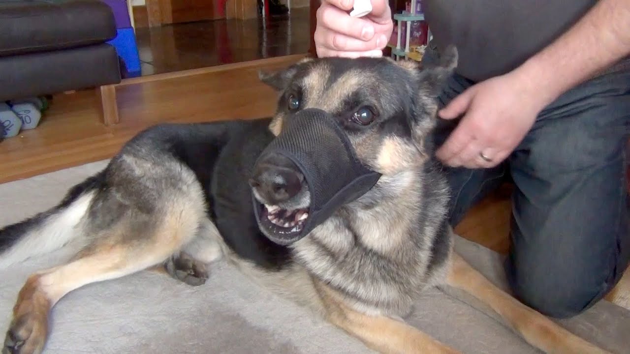 Aggressive German Shepherd Using Eye Drops - YouTube