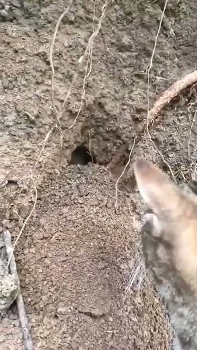 are-cats-good-at-catching-mice