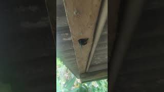 Saat Serangga Pengebor Kayu Beraksi bangbara shorts indonesia carpenterbee