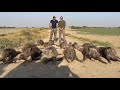 Wild boar hunt in sindh valley safari
