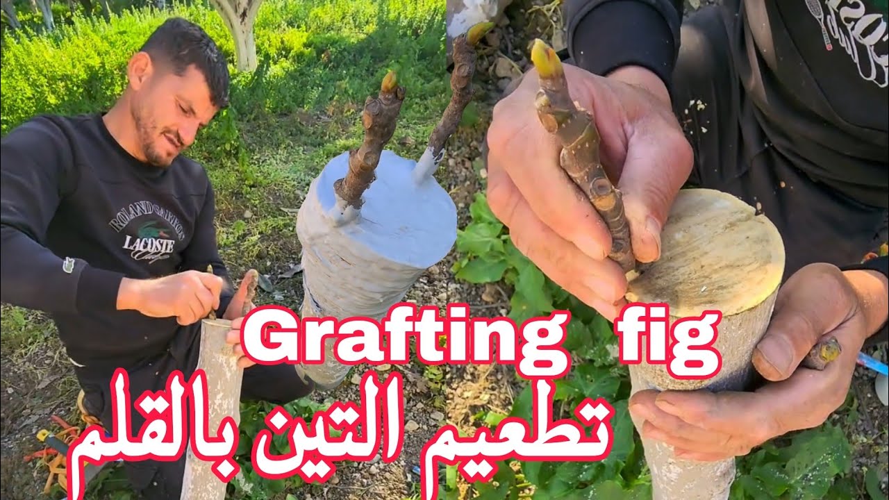 موعد عملية تطعين شجرة التين بالقلم او الشق Grafting a fig tree using the cleft method