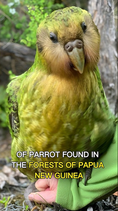 Kokopo Parrot: A Colorful and Chatty Jewel of the Forest