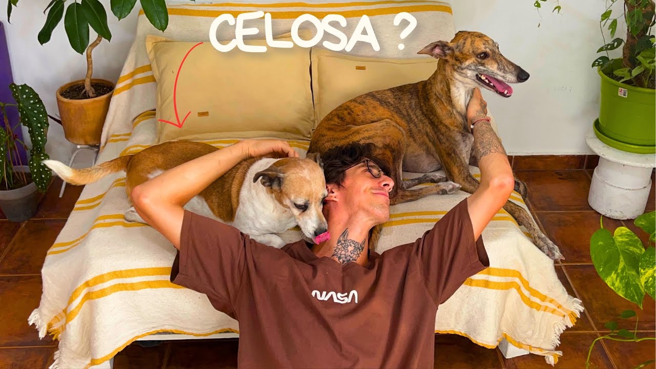 No esperaba que mi perra reaccionara así al encontrarse con el Galgo! ❤️