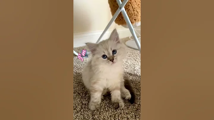 Watch the video about Cute trend