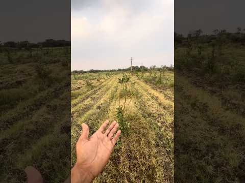 🍎🌲 Apple  trees 🌳 #trending #agriculture #Farmers #viralvideo #special