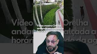 Cão orelha caminhando, imagens da defesa