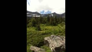 Paul sees moose glacier park