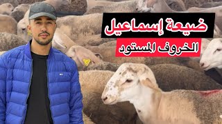 🎥فيديو روعة من داخل أكبر ضيعة لإستيراد الأغنام 👌💯🐏ضيعة إسماعيل 🇲🇦🇲🇦الجودة والمعقول عيد الأضحى 2024