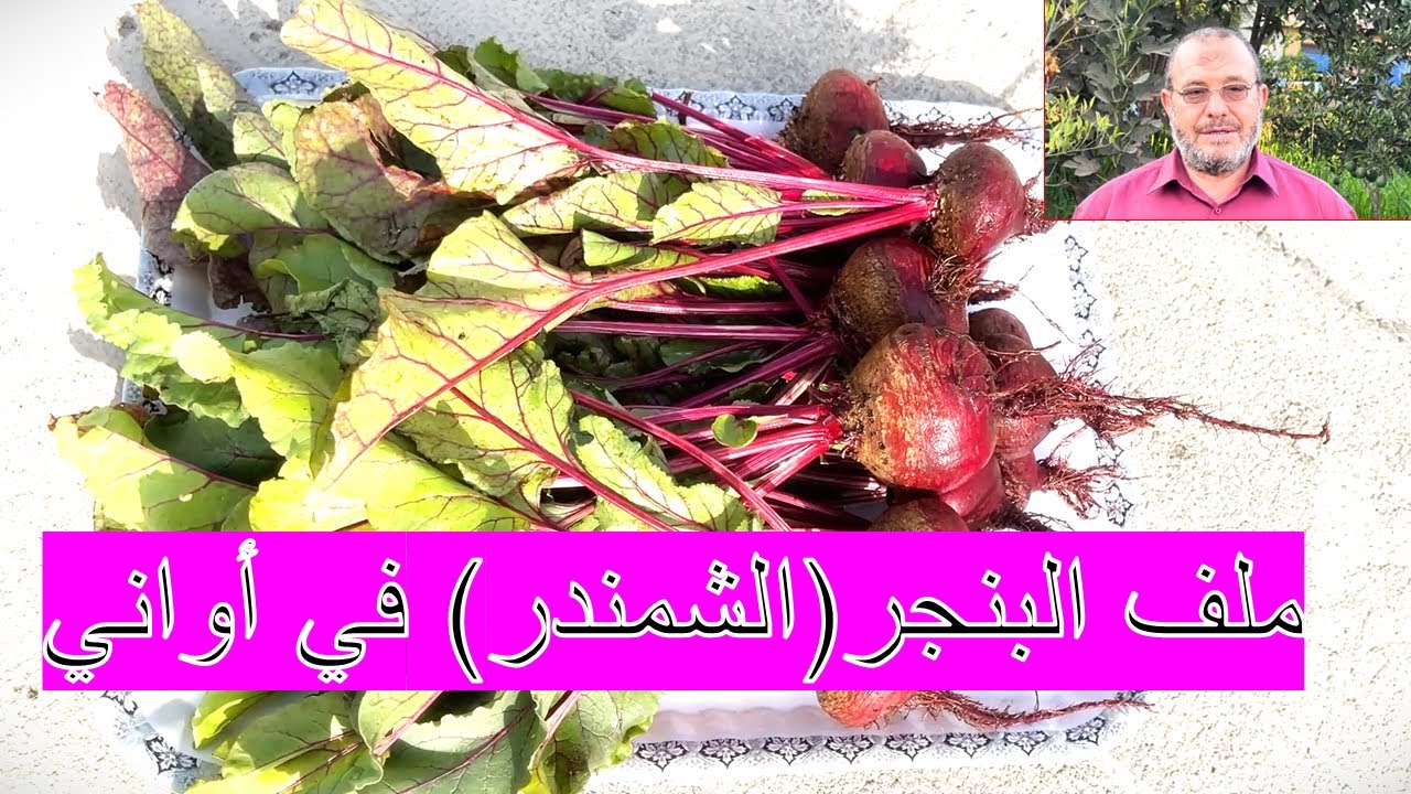 كيفية زراعة البنجر في أواني بسطح المنزل تسميد وري البنجر المزروع في أواني بطريقة صحيحة