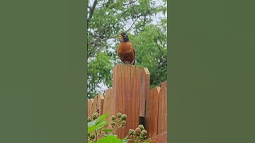 American Robin Loud Alarm Call  #americanrobin #wildlife #nature #americanrobincall #birdcall